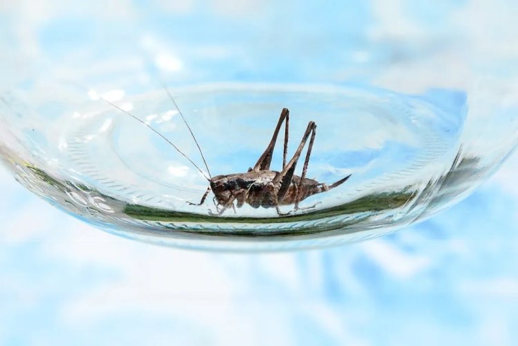 Insectos en los alimentos