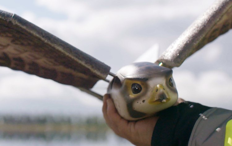 Drones de aves de alta tecnología para vigilar a sus ciudadanos