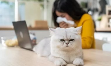 ¿A tu gato le han salido calvas? Estas podrían ser las causas