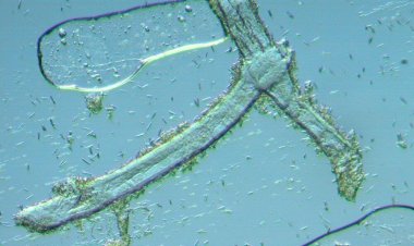 ¿QUÉ HACE ESO AHÍ?