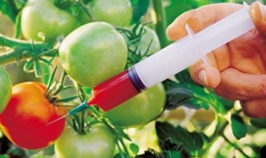 El mundo tóxico de los cultivos transgénicos