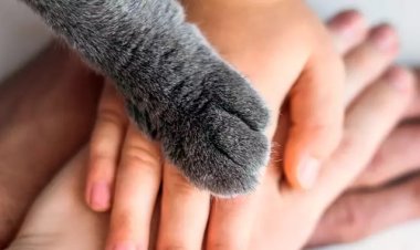 Aprobada la Ley de Bienestar Animal: cómo afectará a tus mascotas