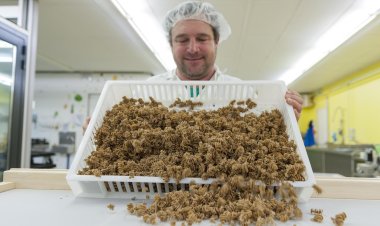 Los italianos se niegan a "comer bichos"