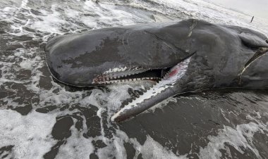 Las muertes de ballenas
