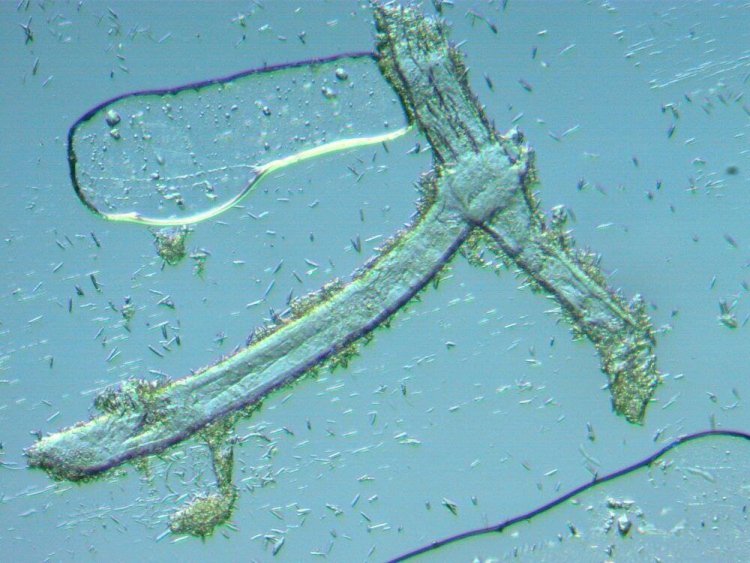 ¿QUÉ HACE ESO AHÍ?