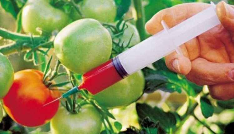 El mundo tóxico de los cultivos transgénicos