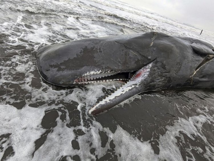 Las muertes de ballenas