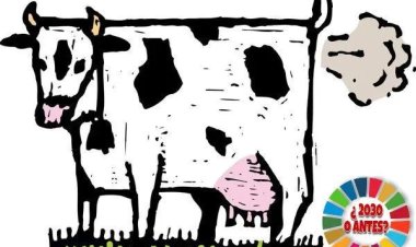 Alimentar a las vacas con supresores de metano