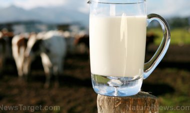 Desarrollan vacuna oral de ARNm en leche de vaca