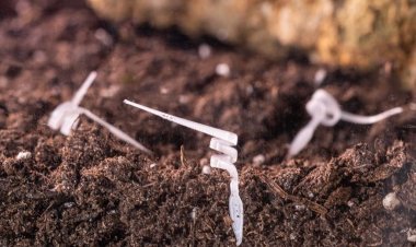 El primer robot semilla biodegradable