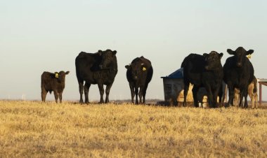Vuelven las mutilaciones de ganado