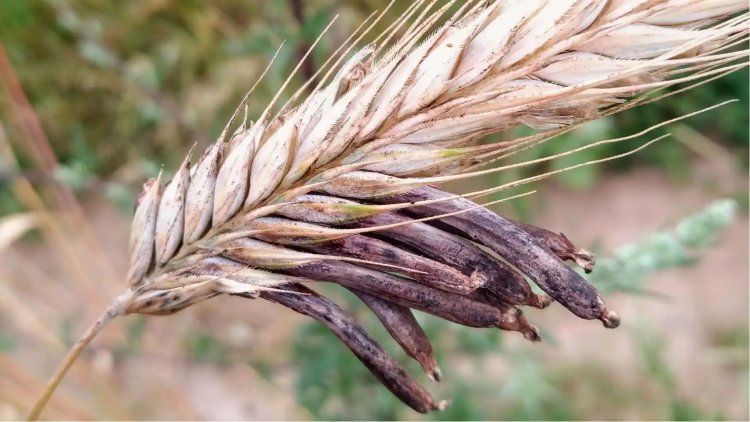 Será la harina de grillo?...Alerta alimentaria en España por el hongo tóxico de la harina