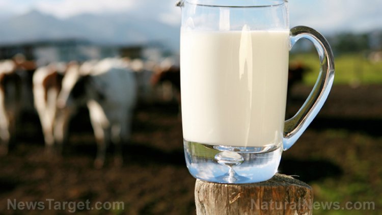 Desarrollan vacuna oral de ARNm en leche de vaca