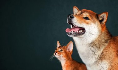 Servicios de telesalud para mascotas