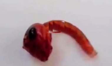 VRIL la minidron reptiliana...