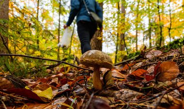 Cazar alimentos de manera responsable y segura