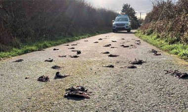 No fue la "gripe aviar" ...nos mintieron