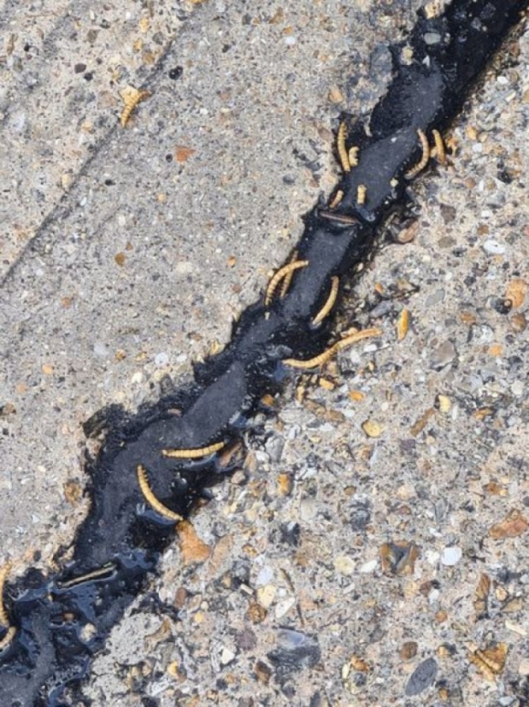 Palets llenos de gusanos