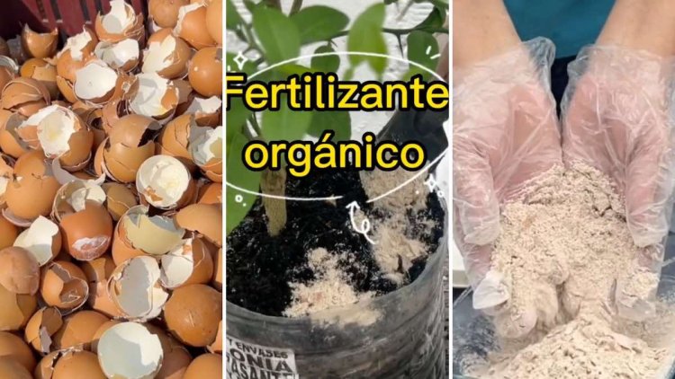 Fertilizante con polvo de cáscaras de huevos