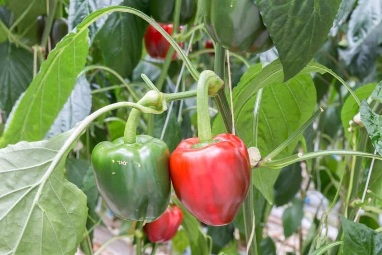 Cómo germinar pimientos de Supermercado