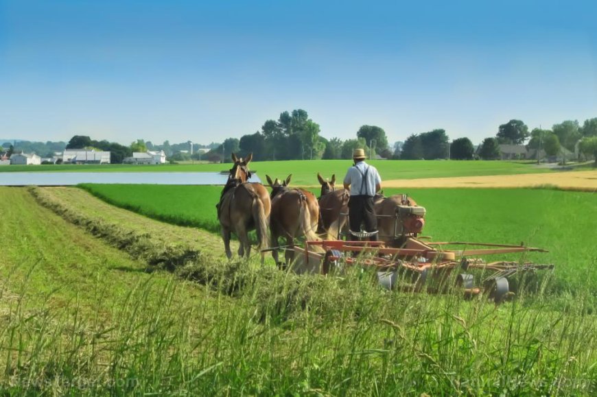 Los niños amish no contraen cáncer, diabetes o autismo