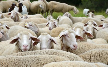 El sacrificio de los corderos