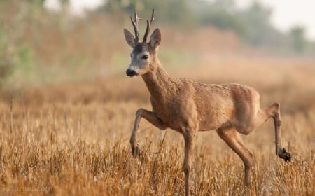 La radiación 5G está matando animales y vida silvestre