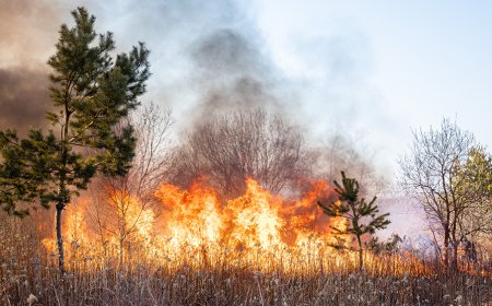 Italia revela que los pirómanos, no el "cambio climático", son responsables de los incendios forestales en todo el país