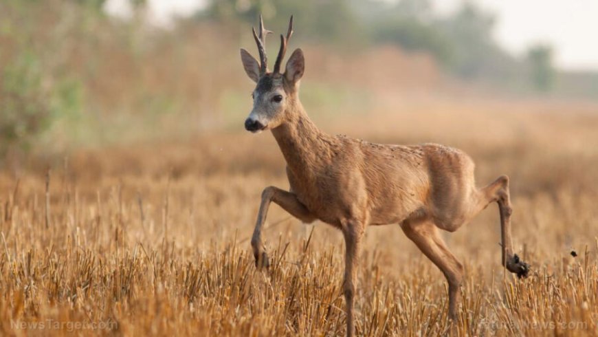 La radiación 5G está matando animales y vida silvestre
