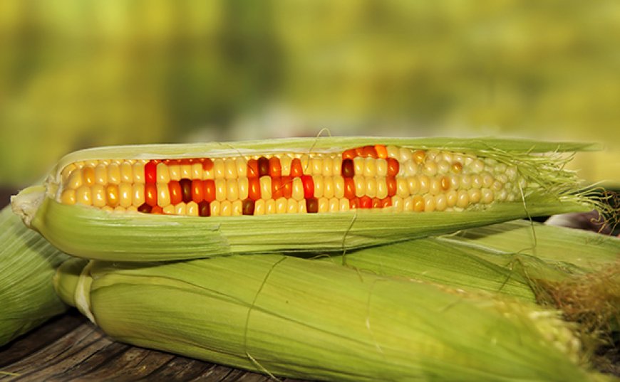 Los daños causados de los alimentos modificados genéticamente