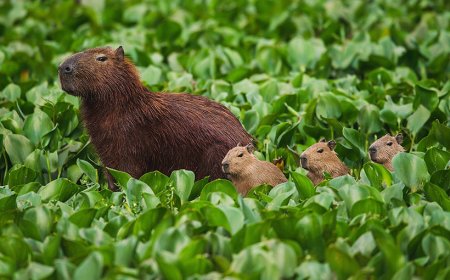 Carpinchos como mascotas