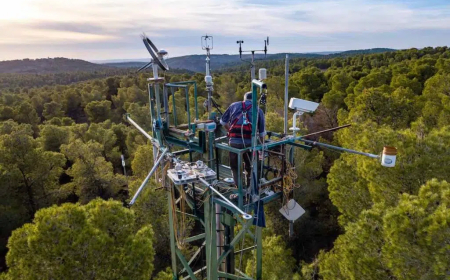 ¿Plantar árboles vs Paneles Solares?