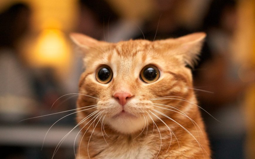 ¿Cómo se comunican los gatos?