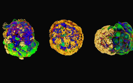 Construyen robots a partir de células humanas