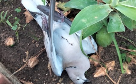 Pajaros muertos por la 5G