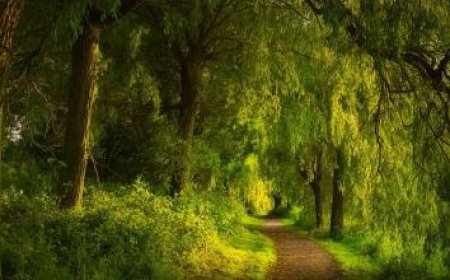 Toda la Tierra es más verde por el aumento del CO2 en la atmósfera