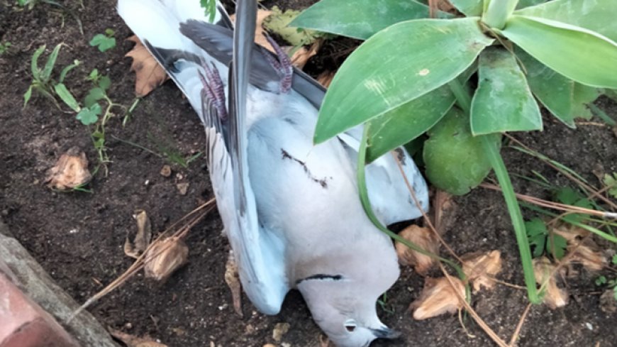 Pajaros muertos por la 5G