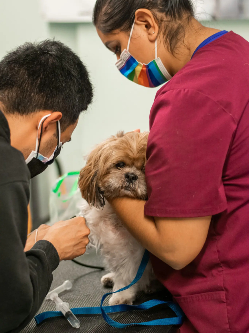 ¿Un medicamento para que tu perro viva más?