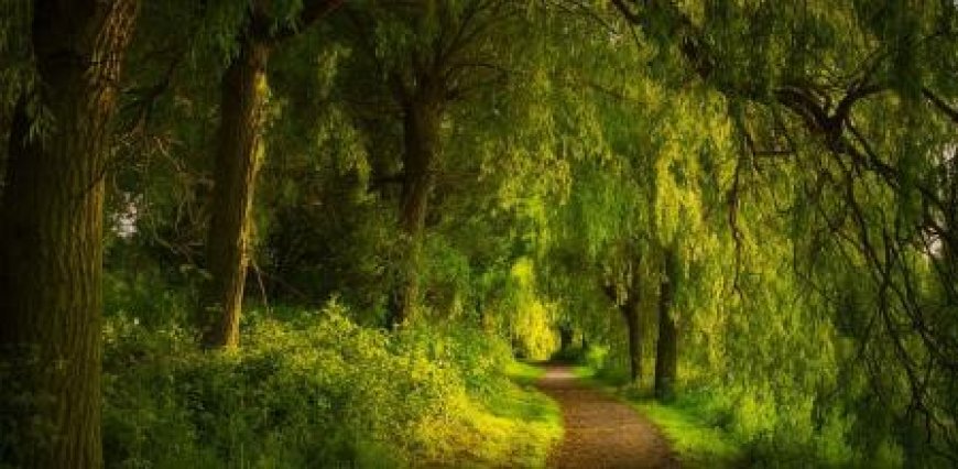 Toda la Tierra es más verde por el aumento del CO2 en la atmósfera