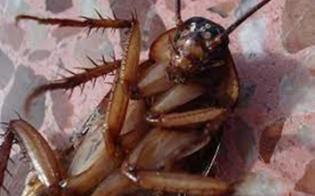 Leche de cucarachas para sus hijos