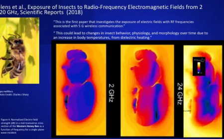 Estudios independientes del 5G