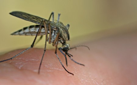 Rusia acusa a EE.UU. de crear un ejército de mosquitos para transmitir enfermedades