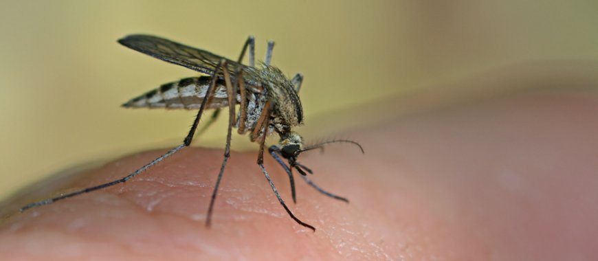 Rusia acusa a EE.UU. de crear un ejército de mosquitos para transmitir enfermedades
