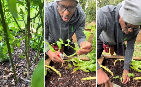 Cosecha aparentemente inagotable de tomates