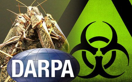 Insect Allies de Darpa