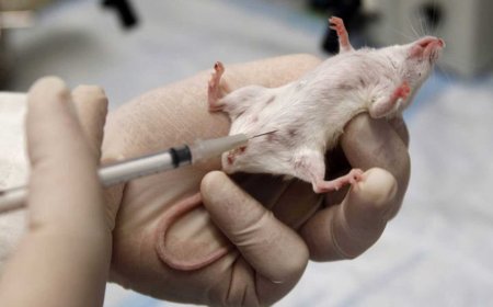 Experimentos con animales: ilógicos, poco científicos y sin puntos