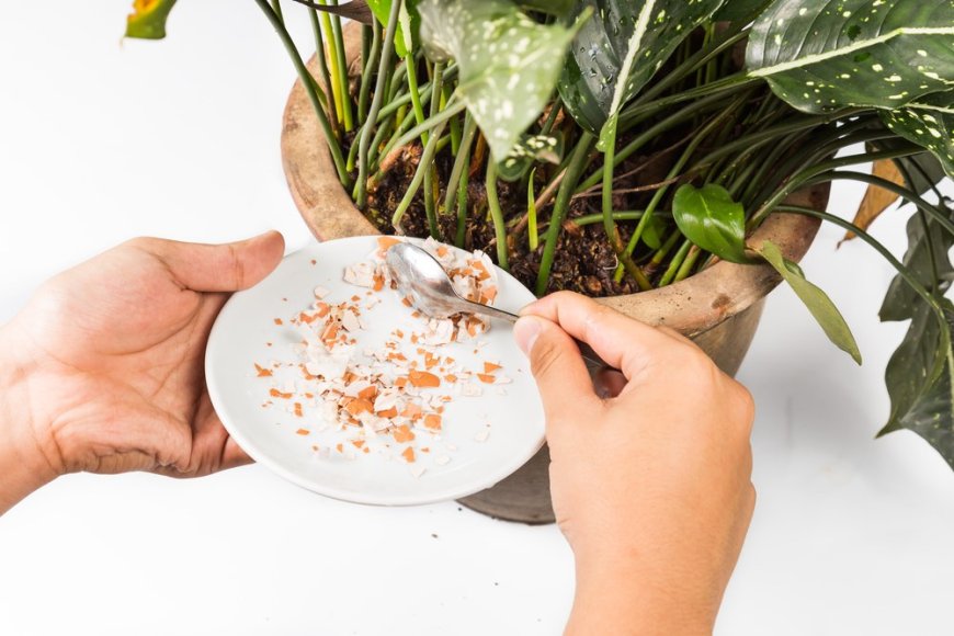 Nutrientes para plantas