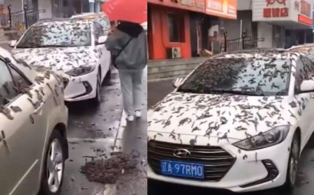 ?Nos fumigan con gusanos¿