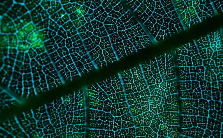 Estan en las vacunas COVID 19