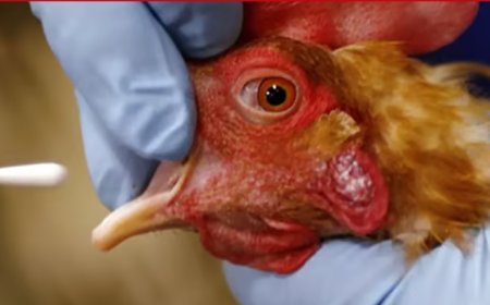 ?El fin de la ganadería y el comienzo del racionamiento de alimentos?